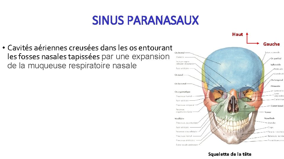 SINUS PARANASAUX Haut Gauche • Cavités aériennes creusées dans les os entourant les fosses