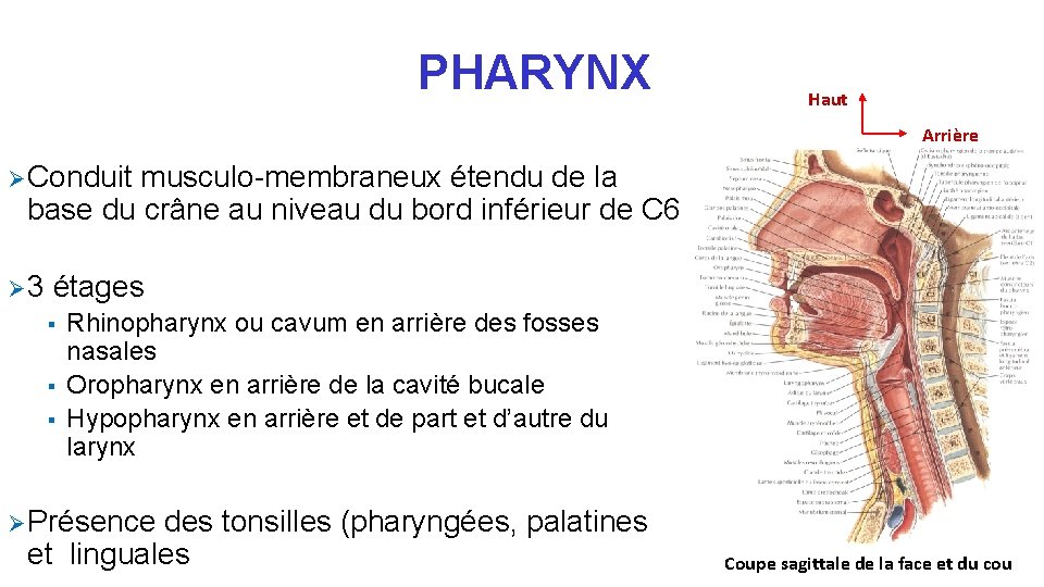 PHARYNX Haut Arrière Ø Conduit musculo-membraneux étendu de la base du crâne au niveau