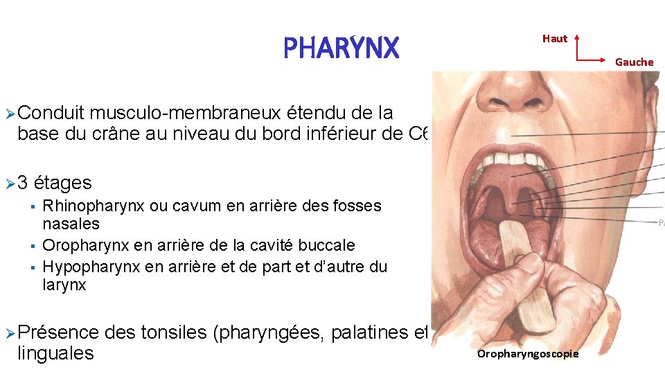 PHARYNX Haut Gauche Ø Conduit musculo-membraneux étendu de la base du crâne au niveau