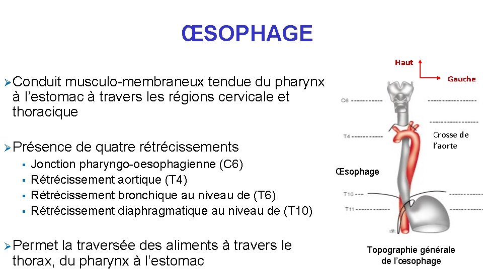 ŒSOPHAGE Haut Gauche Ø Conduit musculo-membraneux tendue du pharynx à l’estomac à travers les