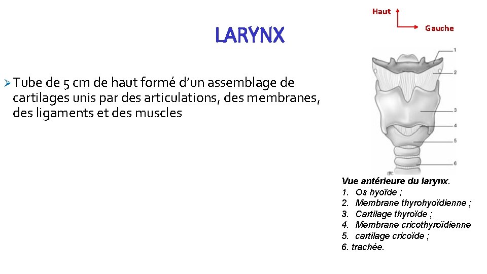 Haut LARYNX Gauche Ø Tube de 5 cm de haut formé d’un assemblage de