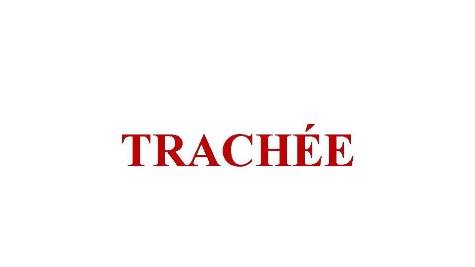 TRACHÉE 