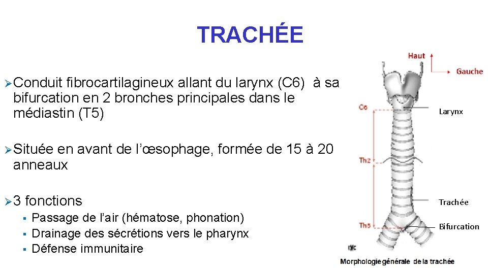 TRACHÉE Ø Conduit fibrocartilagineux allant du larynx (C 6) à sa bifurcation en 2