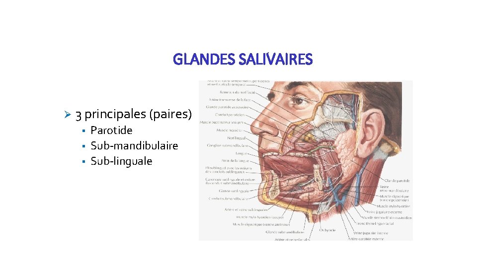 GLANDES SALIVAIRES Ø 3 principales (paires) § § § Larynx Parotide Sub-mandibulaire Sub-linguale Trachée