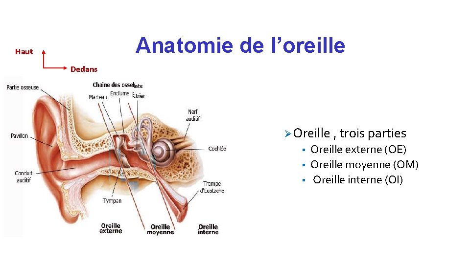 Anatomie de l’oreille Haut Dedans Ø Oreille , trois parties § § § Oreille