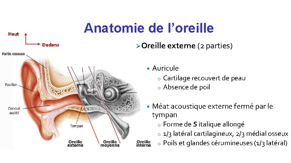 Anatomie de l’oreille Haut Dedans Ø Oreille externe (2 parties) § Auricule Cartilage recouvert