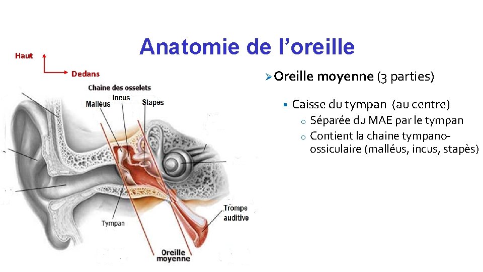 Anatomie de l’oreille Haut Ø Oreille moyenne (3 parties) Dedans Malléu s Incus §