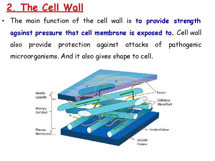 2. The Cell Wall • The main function of the cell wall is to