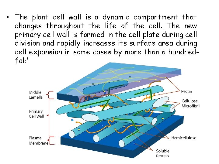  • The plant cell wall is a dynamic compartment that changes throughout the
