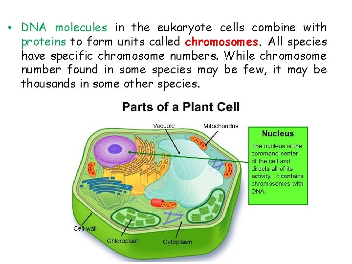  • DNA molecules in the eukaryote cells combine with proteins to form units