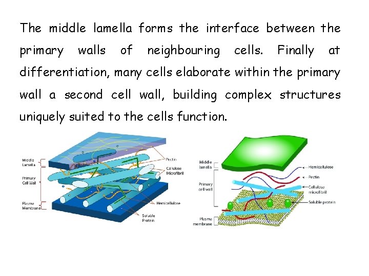 The middle lamella forms the interface between the primary walls of neighbouring cells. Finally