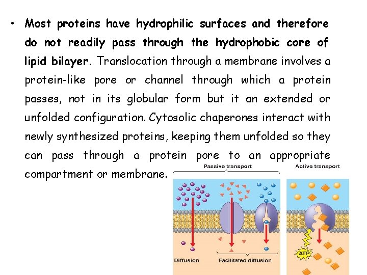  • Most proteins have hydrophilic surfaces and therefore do not readily pass through