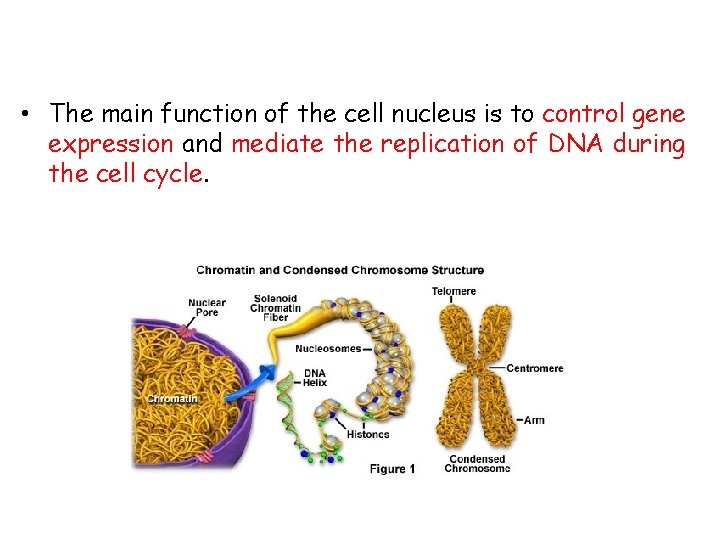  • The main function of the cell nucleus is to control gene expression