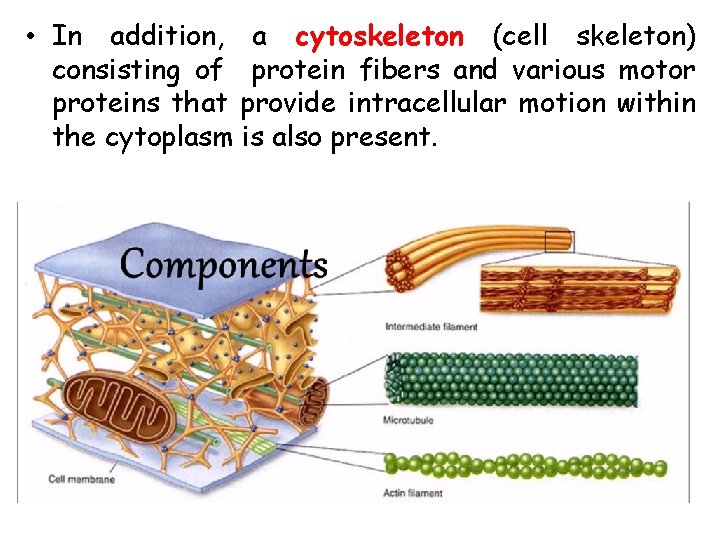  • In addition, a cytoskeleton (cell skeleton) consisting of protein fibers and various