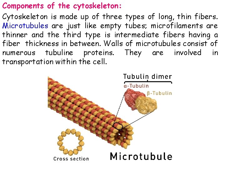 Components of the cytoskeleton: Cytoskeleton is made up of three types of long, thin