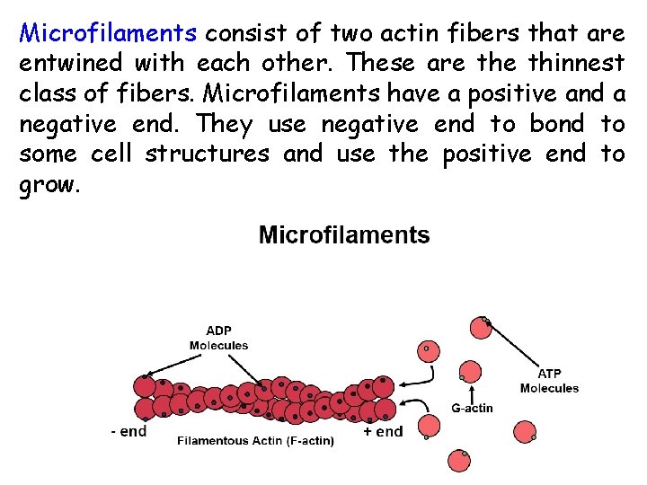 Microfilaments consist of two actin fibers that are entwined with each other. These are