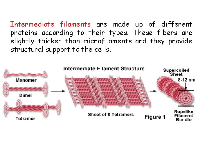 Intermediate filaments are made up of different proteins according to their types. These fibers