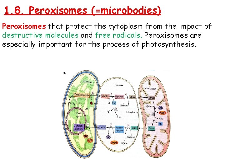 1. 8. Peroxisomes (=microbodies) Peroxisomes that protect the cytoplasm from the impact of destructive