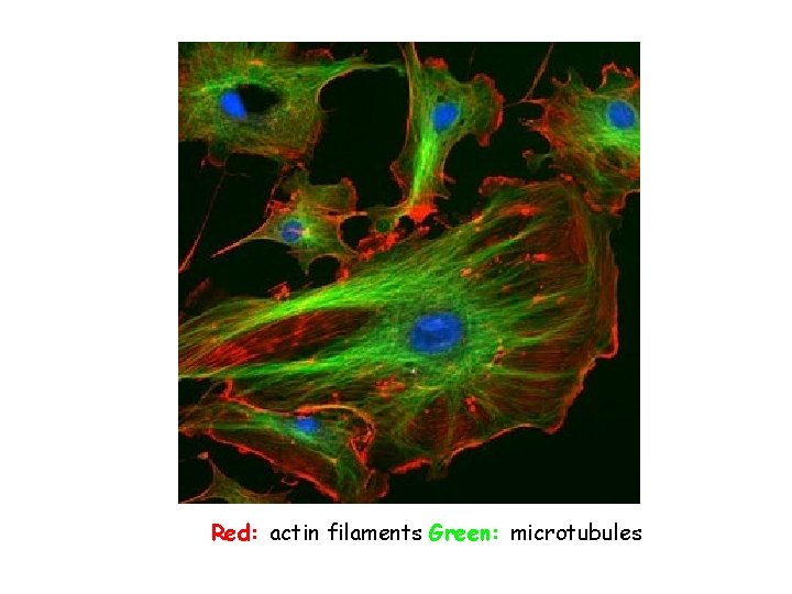 Red: actin filaments Green: microtubules 