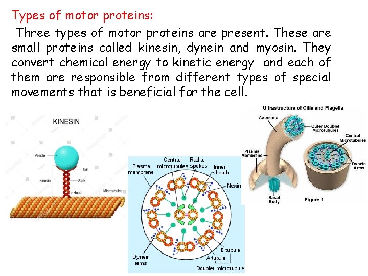 Types of motor proteins: Three types of motor proteins are present. These are small