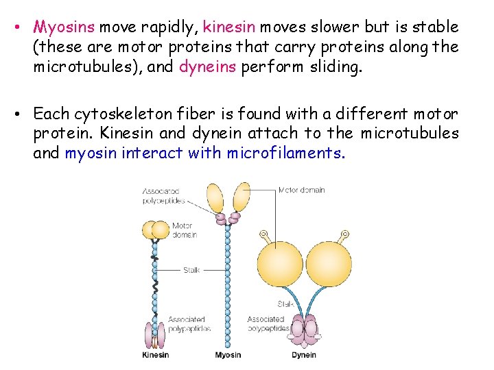  • Myosins move rapidly, kinesin moves slower but is stable (these are motor