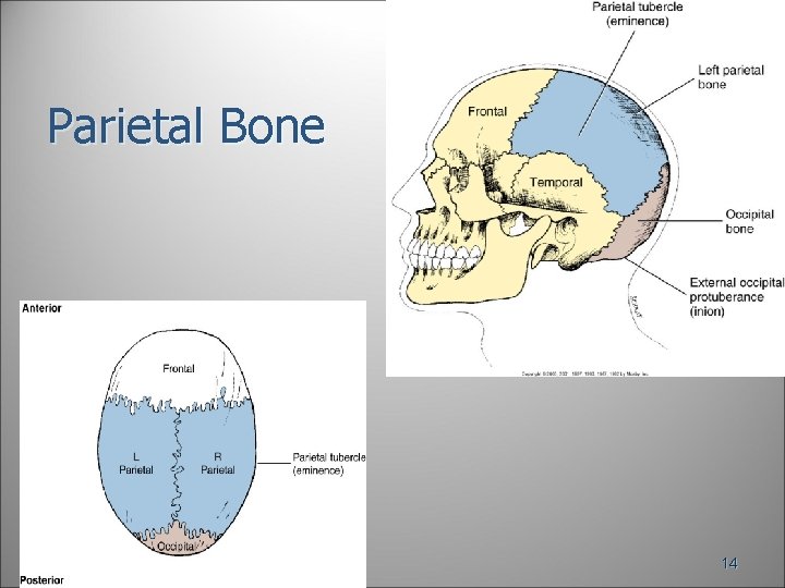 Parietal Bone 14 Parietal Bone 14