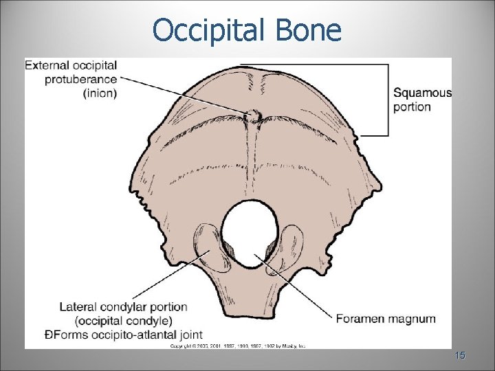 Occipital Bone 15 Occipital Bone 15