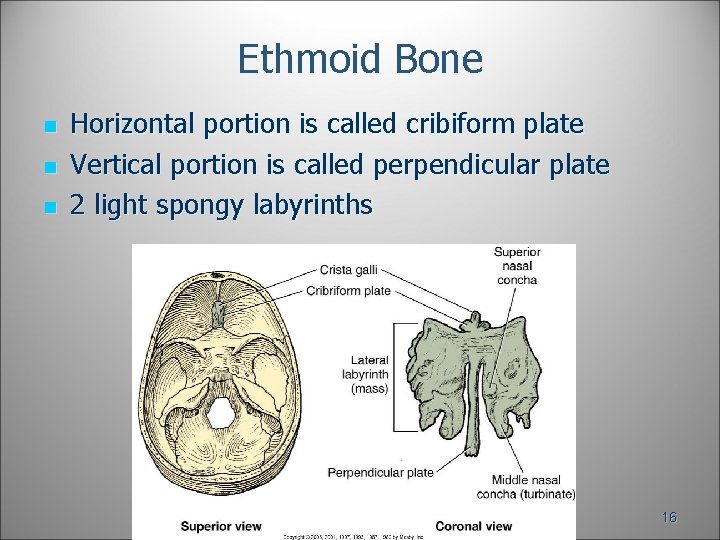 Ethmoid Bone n n n Horizontal portion is called cribiform plate Vertical portion is Ethmoid Bone n n n Horizontal portion is called cribiform plate Vertical portion is