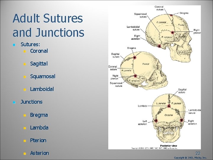 Adult Sutures and Junctions n n Sutures: n Coronal n Sagittal n Squamosal n Adult Sutures and Junctions n n Sutures: n Coronal n Sagittal n Squamosal n