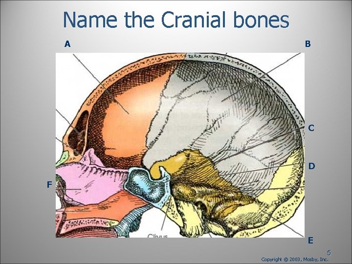 Name the Cranial bones A B C D F E 5 Copyright © 2003, Name the Cranial bones A B C D F E 5 Copyright © 2003,