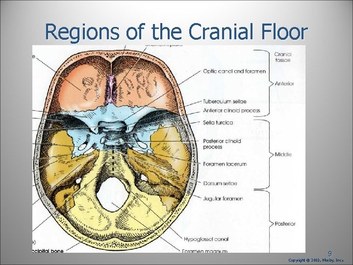 Regions of the Cranial Floor 9 Copyright © 2003, Mosby, Inc . Regions of the Cranial Floor 9 Copyright © 2003, Mosby, Inc .