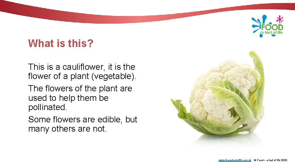 What is this? This is a cauliflower, it is the flower of a plant