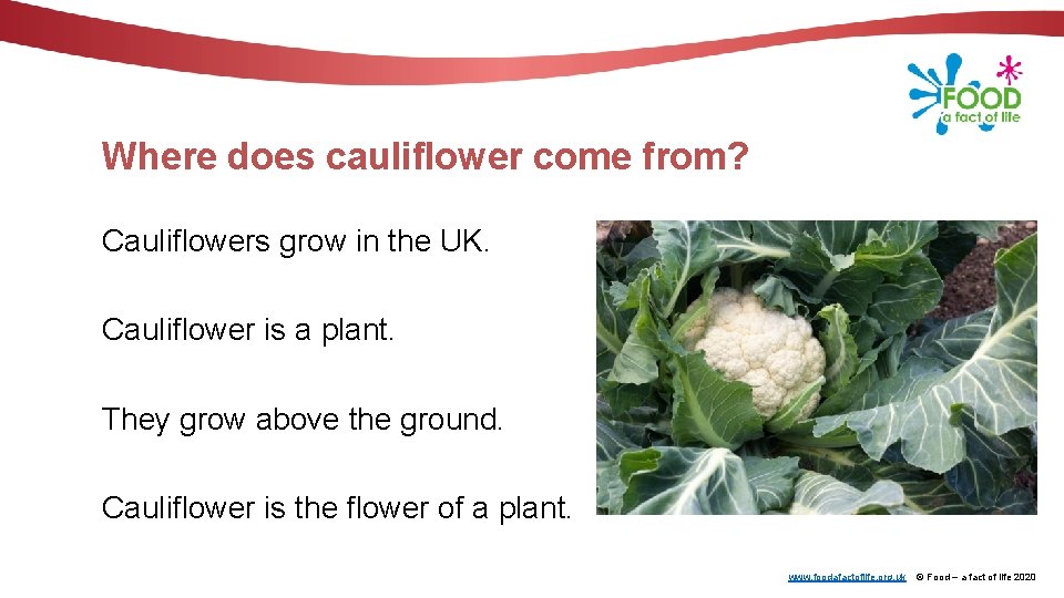 Where does cauliflower come from? Cauliflowers grow in the UK. Cauliflower is a plant.