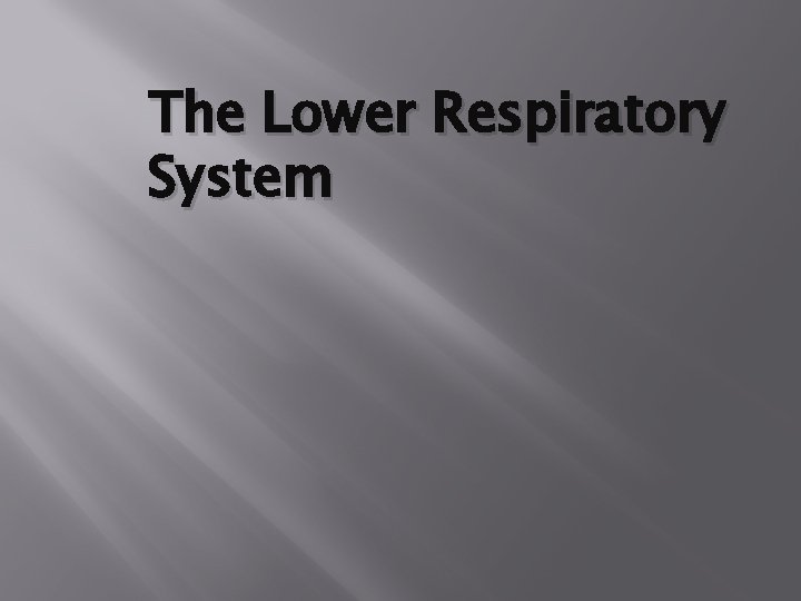 The Lower Respiratory System The Lower Respiratory System