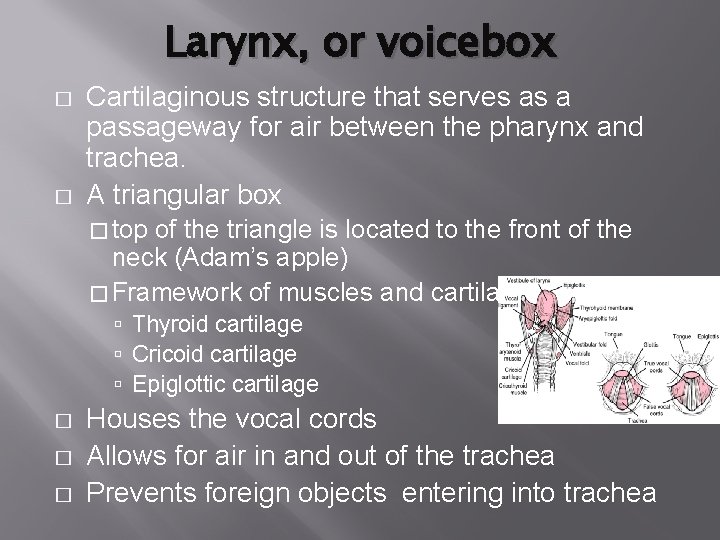 Larynx, or voicebox � � Cartilaginous structure that serves as a passageway for air Larynx, or voicebox � � Cartilaginous structure that serves as a passageway for air