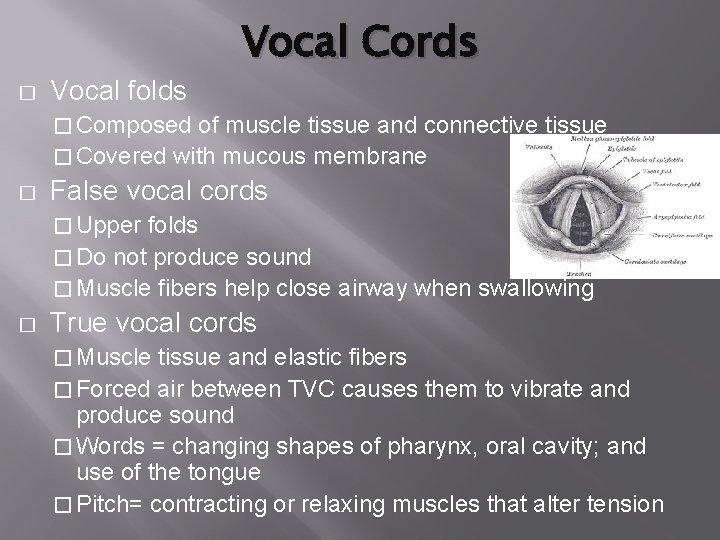 � Vocal folds Vocal Cords � Composed of muscle tissue and connective tissue � � Vocal folds Vocal Cords � Composed of muscle tissue and connective tissue �