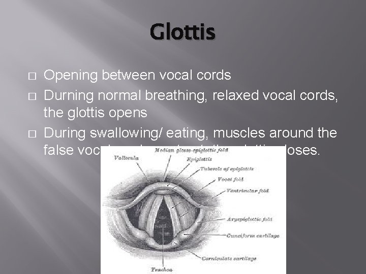 Glottis � � � Opening between vocal cords Durning normal breathing, relaxed vocal cords, Glottis � � � Opening between vocal cords Durning normal breathing, relaxed vocal cords,