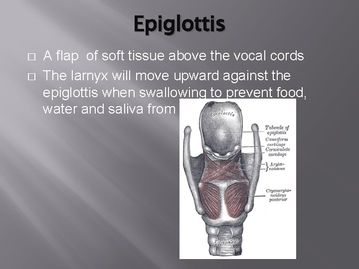 Epiglottis � � A flap of soft tissue above the vocal cords The larnyx Epiglottis � � A flap of soft tissue above the vocal cords The larnyx