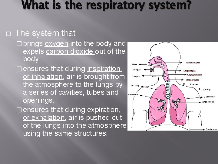 What is the respiratory system? � The system that � brings oxygen into the What is the respiratory system? � The system that � brings oxygen into the