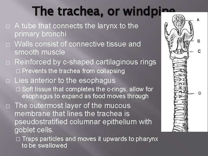 The trachea, or windpipe � � � A tube that connects the larynx to The trachea, or windpipe � � � A tube that connects the larynx to