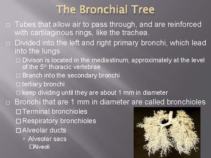 The Bronchial Tree � � Tubes that allow air to pass through, and are The Bronchial Tree � � Tubes that allow air to pass through, and are