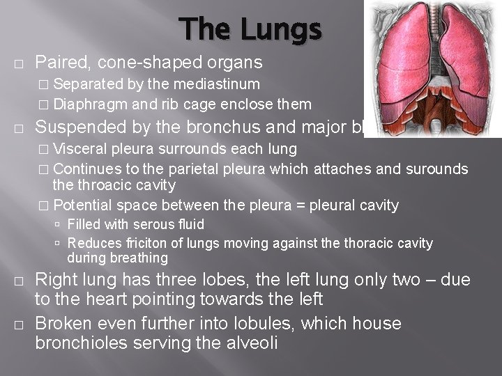 The Lungs � Paired, cone-shaped organs � Separated by the mediastinum � Diaphragm and The Lungs � Paired, cone-shaped organs � Separated by the mediastinum � Diaphragm and