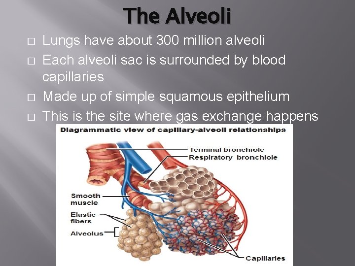 The Alveoli � � Lungs have about 300 million alveoli Each alveoli sac is The Alveoli � � Lungs have about 300 million alveoli Each alveoli sac is