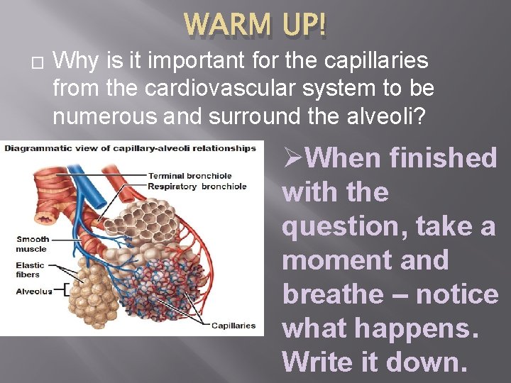 WARM UP! � Why is it important for the capillaries from the cardiovascular system WARM UP! � Why is it important for the capillaries from the cardiovascular system