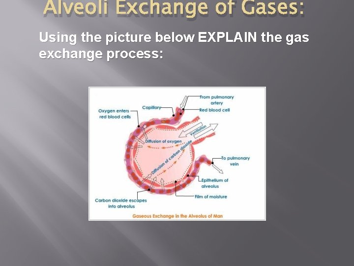 Alveoli Exchange of Gases: Using the picture below EXPLAIN the gas exchange process: Alveoli Exchange of Gases: Using the picture below EXPLAIN the gas exchange process: