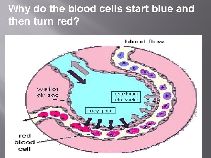 Why do the blood cells start blue and then turn red? Why do the blood cells start blue and then turn red?