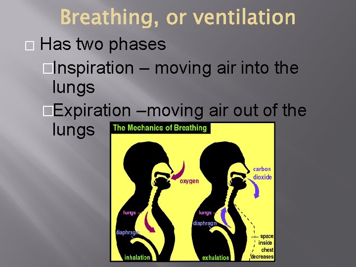 � Has two phases �Inspiration – moving air into the lungs �Expiration –moving air � Has two phases �Inspiration – moving air into the lungs �Expiration –moving air