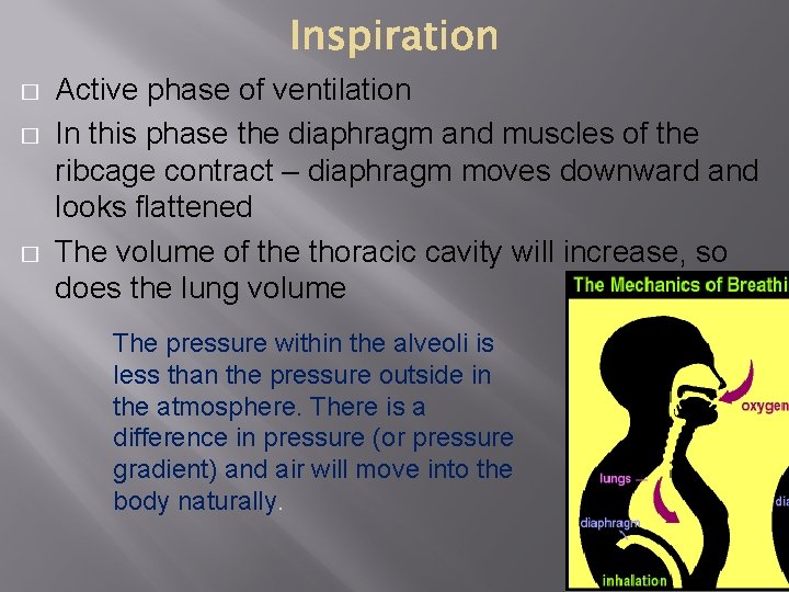 � � � Active phase of ventilation In this phase the diaphragm and muscles � � � Active phase of ventilation In this phase the diaphragm and muscles