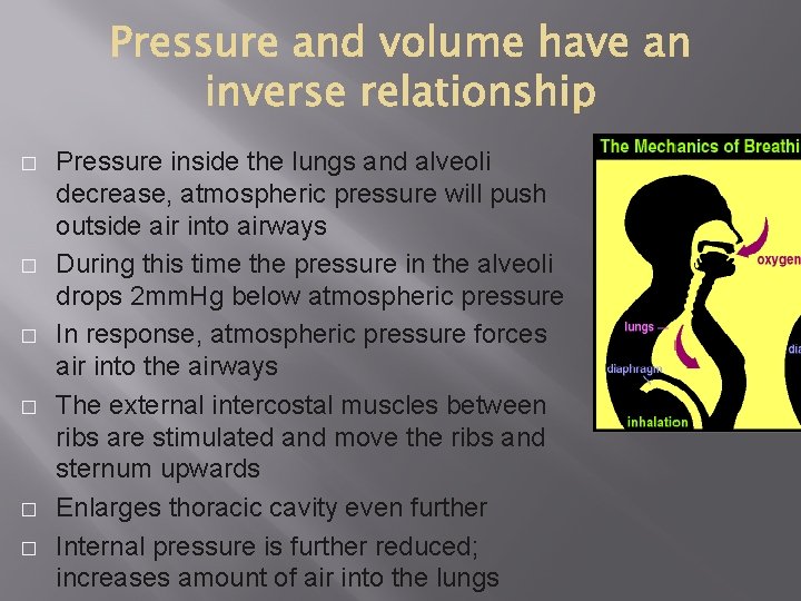 � � � Pressure inside the lungs and alveoli decrease, atmospheric pressure will push � � � Pressure inside the lungs and alveoli decrease, atmospheric pressure will push