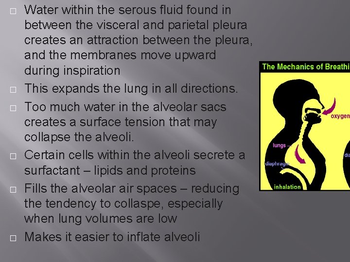 � � � Water within the serous fluid found in between the visceral and � � � Water within the serous fluid found in between the visceral and